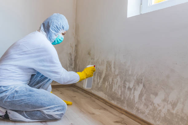 Licensed Black Mold Removal service in Nashville, IL - WQB Mold Removal