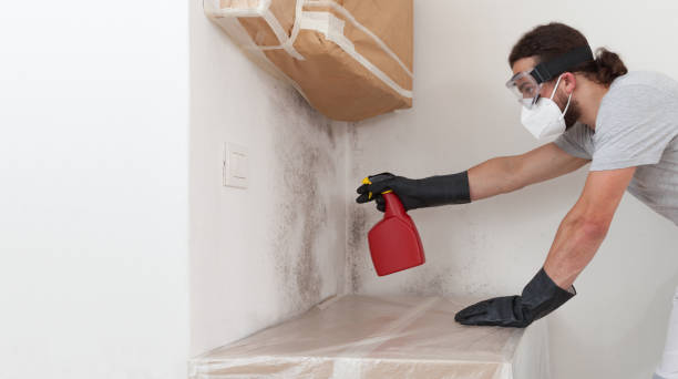 Professional Black Mold Removal technician working in Nashville, IL