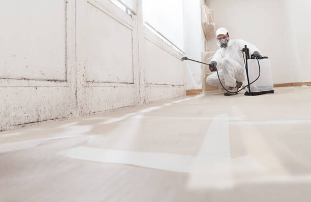 24/7 Emergency Black Mold Removal experts in Nashville, IL