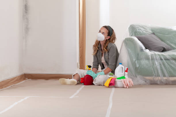 Trusted Black Mold Removal service in Nashville, IL - WQB Mold Removal
