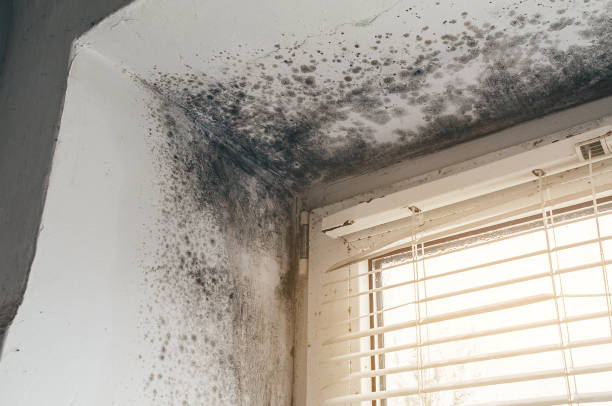 Affordable Black Mold Removal solutions in Nashville, IL