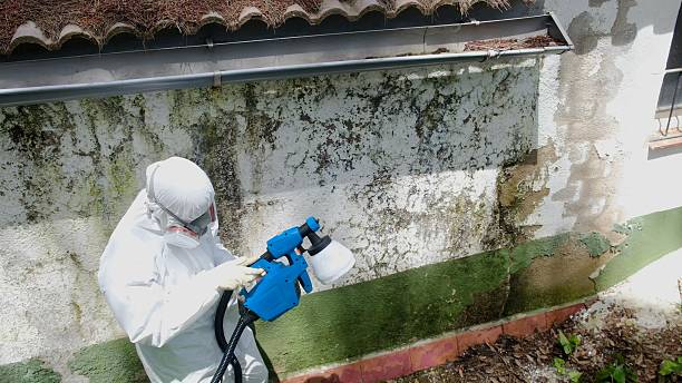 Top rated local Black Mold Removal specialists in Nashville, IL
